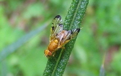 Xyphosia miliaria