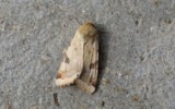 La noctuelle peltigère