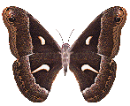 papillon de nuit