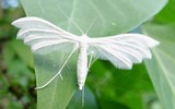 Le ptérophore blanc